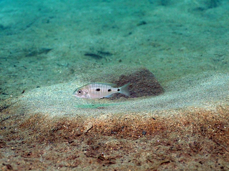 Copadichromis atripinnis 'Chiofu'